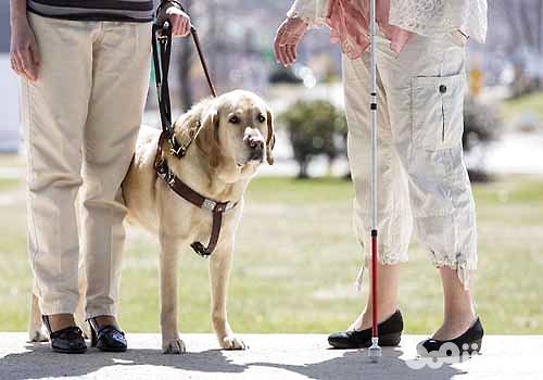 导盲犬价格是多少，导盲犬多少钱一只？