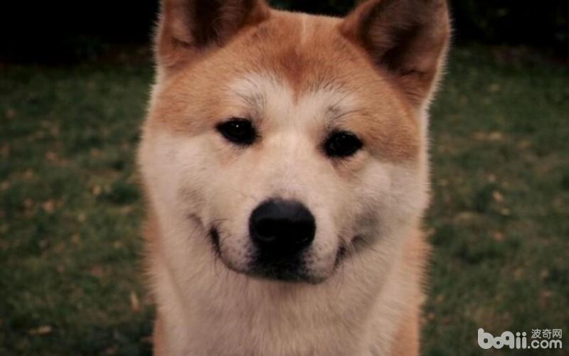 忠犬八公里面的狗，忠犬八公是什么狗？