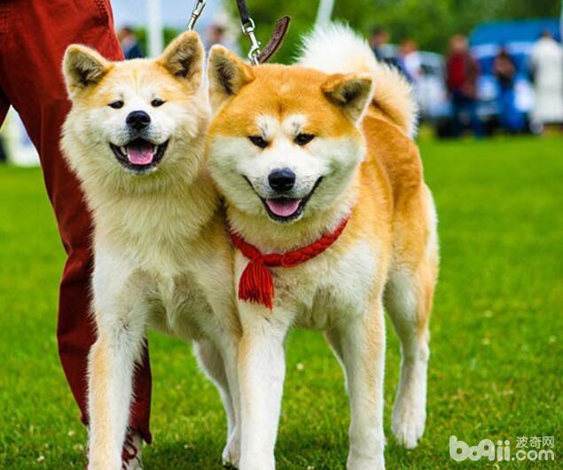 忠犬八公里面的狗，忠犬八公是什么狗？