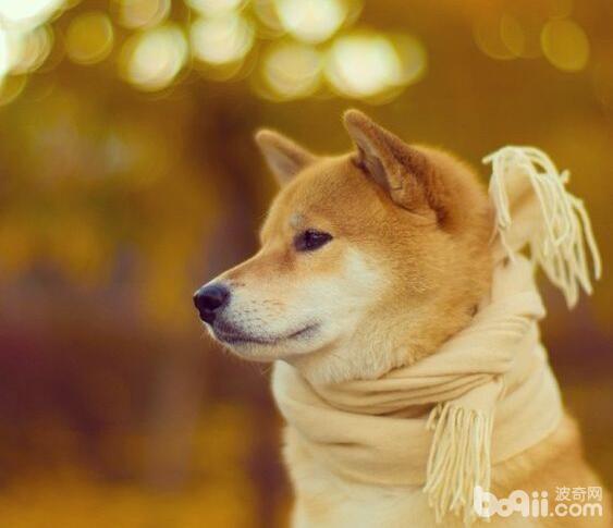 忠犬八公里面的狗，忠犬八公是什么狗？