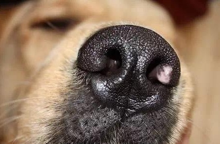狗狗害怕的气味，狗狗害怕的气味有哪些？
