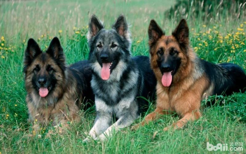 警犬品种有哪些？国内警犬品种介绍