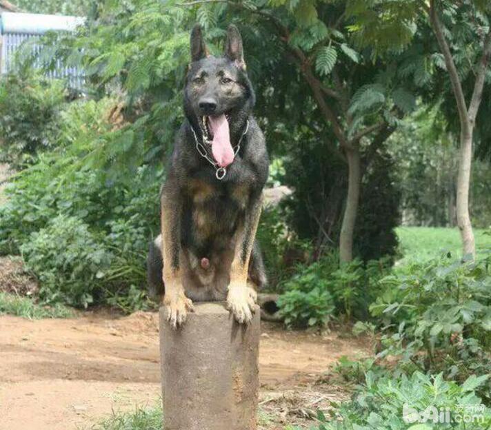 警犬品种有哪些？国内警犬品种介绍