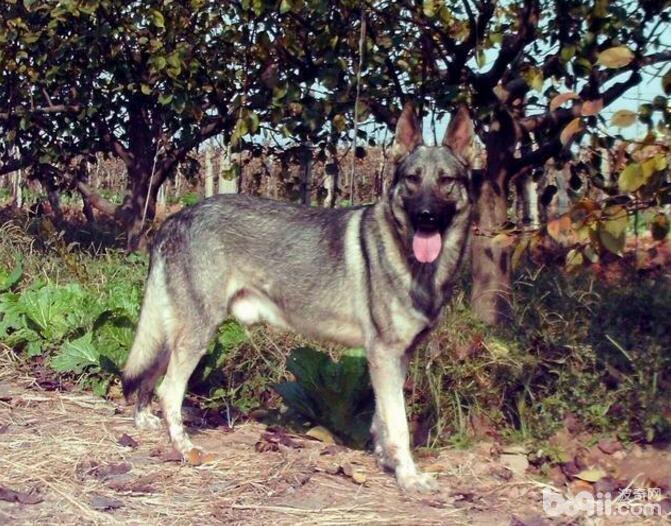 警犬品种有哪些？国内警犬品种介绍