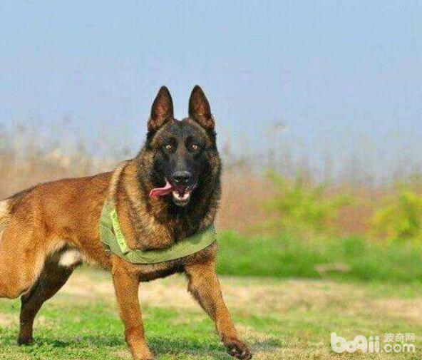 警犬品种有哪些？国内警犬品种介绍