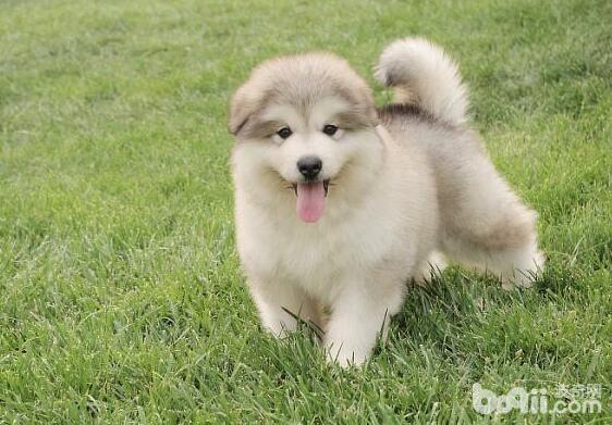 怎么帮立耳犬立耳？