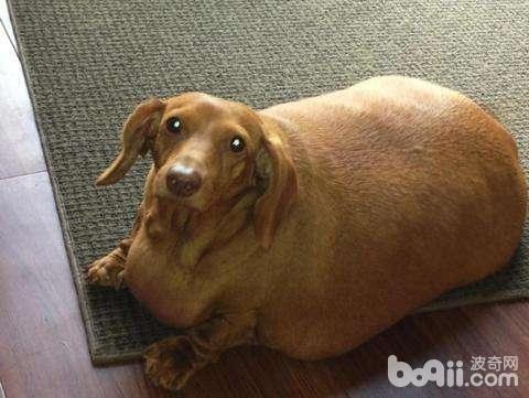 狗狗肥胖的原因，狗狗为什么肥胖？