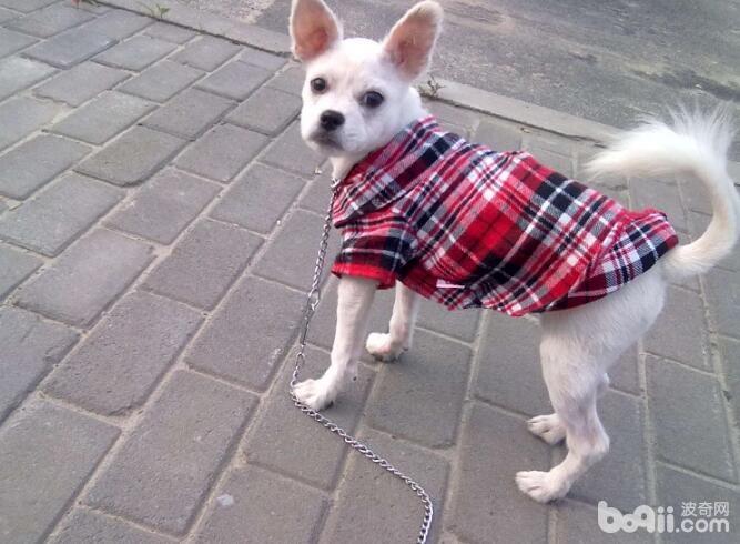 给狗狗穿衣服有哪些危害？狗狗穿衣服注意事项