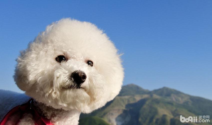 比熊犬毛发打点，比熊犬吃什么美毛？