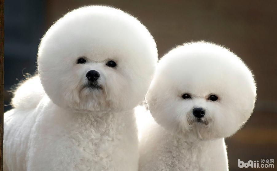 比熊犬毛发打点，比熊犬吃什么美毛？