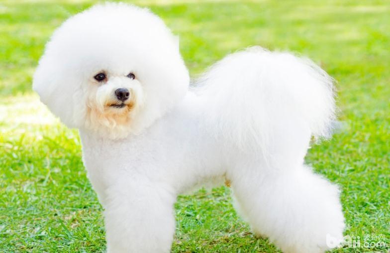 比熊犬毛发打点，比熊犬吃什么美毛？