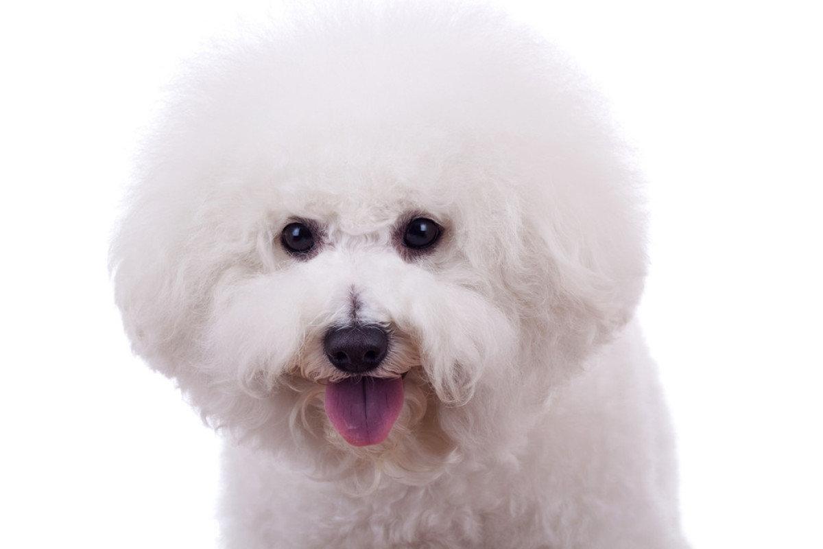 比熊犬毛发打点，比熊犬吃什么美毛？
