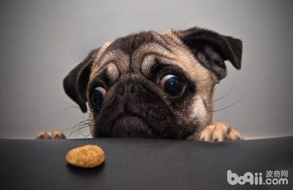 喂食过多导致狗狗消化不良怎么办？