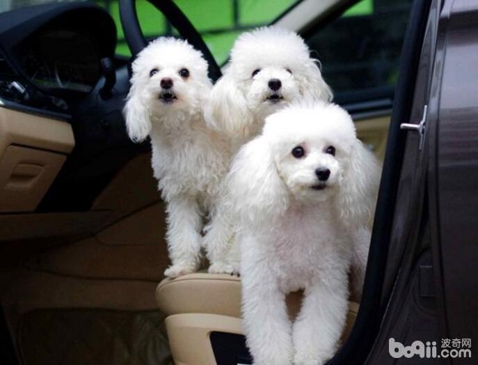 贵宾犬怎么饲养最好？贵宾犬饲养技巧