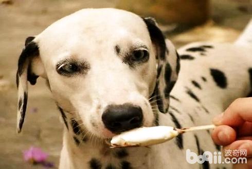 狗狗能吃甜食吗？狗狗吃甜食会怎么样？