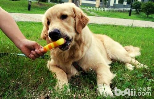 狗狗能不能吃冰激凌？