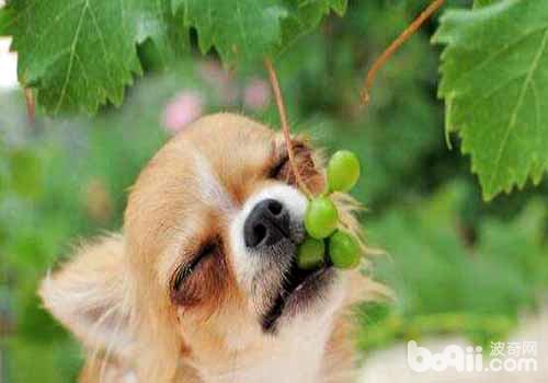 狗狗可以吃葡萄吗，狗狗吃葡萄会怎么样？