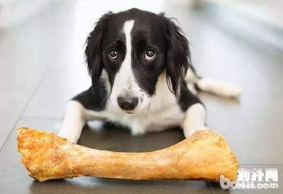 狗狗可以吃骨头吗，狗狗喂养的误区有哪些？