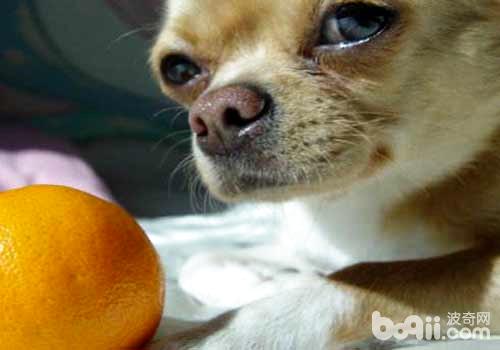 狗狗可以吃橘子吗？狗狗吃橘子好不好？