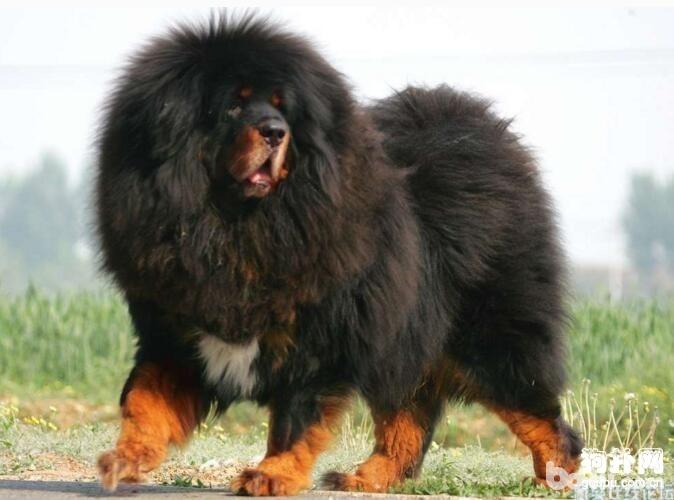 藏獒好养吗？藏獒怎么饲养？
