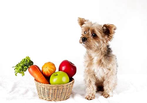 适合狗狗吃蔬菜都有哪些，哪些蔬菜狗狗吃着对身体好