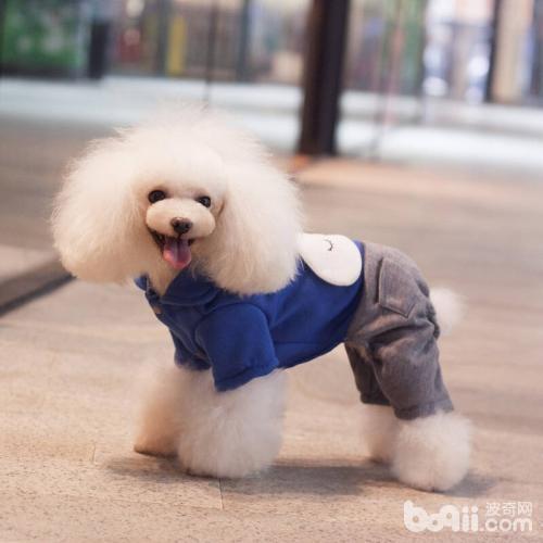 贵宾犬怎么养？贵宾犬好养吗？