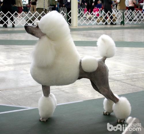 贵宾犬怎么养？贵宾犬好养吗？