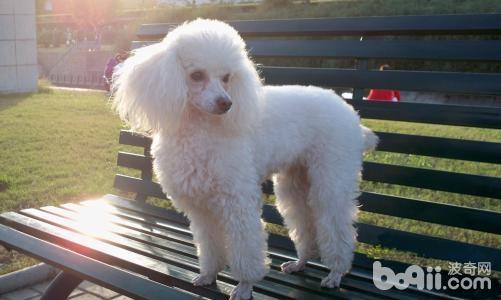 贵宾犬怎么养？贵宾犬好养吗？