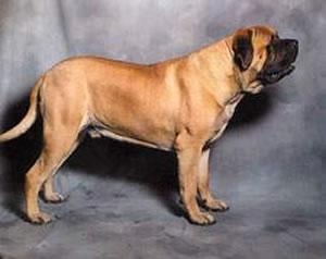 盘点十大体味重的狗狗，哪些狗狗的体味重？