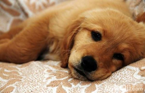 从这五种睡姿看狗狗对你的感情