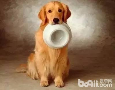 狗狗吃大便的原因，狗狗为什么会吃大便？