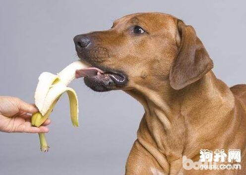 狗狗吃香蕉，狗狗可不可以吃香蕉？