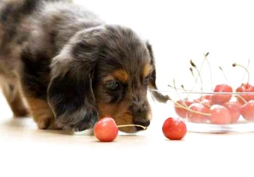狗狗吃樱桃，狗狗吃了樱桃会怎么样？