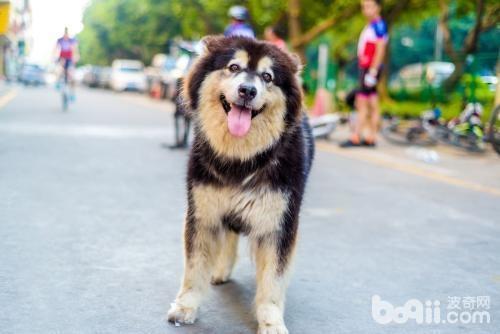 喂养阿拉斯加要注意什么，喂什么对阿拉斯加毛发好