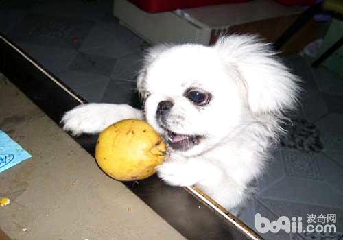 可不可以给狗狗吃梨，狗狗能不能吃梨