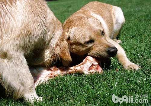 可不可以给狗狗吃羊肉，给狗狗吃羊肉应该注意什么