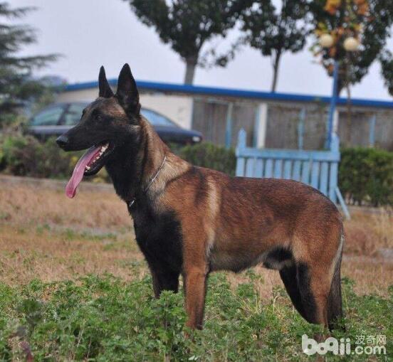 为什么有人养马犬马犬有什么优点