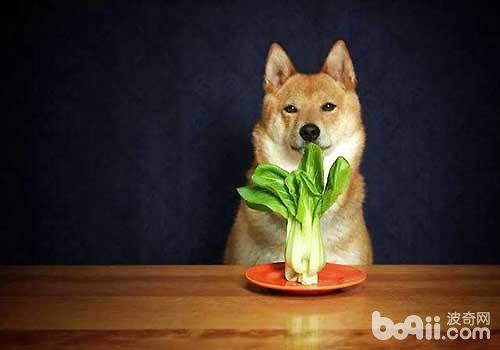 狗狗不能吃的蔬菜都有哪些