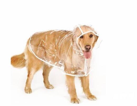 下雨天怎么遛狗？下雨天遛狗注意事项