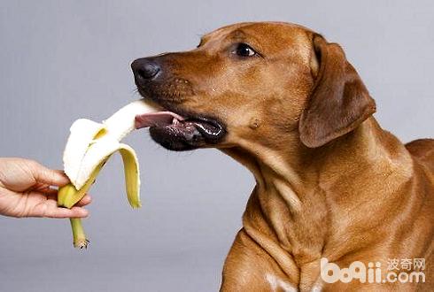 狗狗不能吃的水果有哪些？