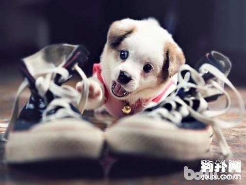 狗狗带铃铛 给狗狗带铃铛有哪些好处