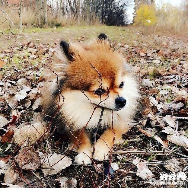 养狗狗有哪些好处