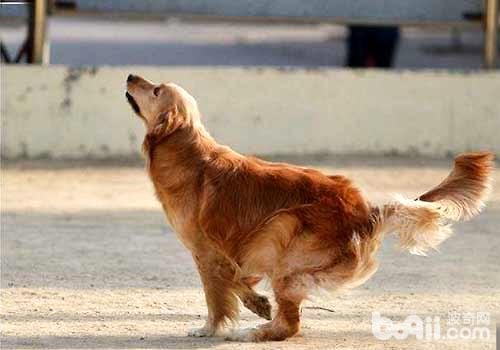 你知道不同的狗狗肢体语言都代表什么意思吗