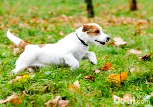 适合幼犬吃的食物都有哪些，幼犬喂食的注意事项