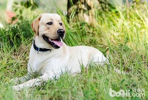 短毛犬冬天怎么养 短毛犬冬天饲养注意事项