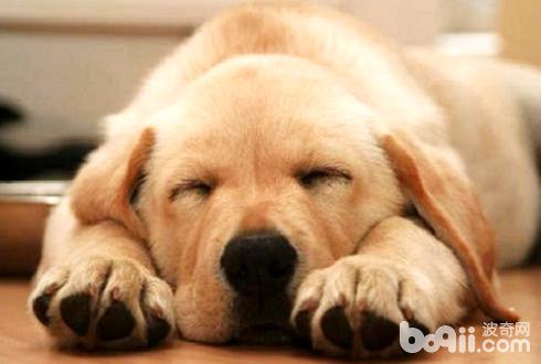 狗狗睡觉会做梦吗