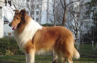 苏格兰牧羊犬好养吗 苏格兰牧羊犬饲养技巧