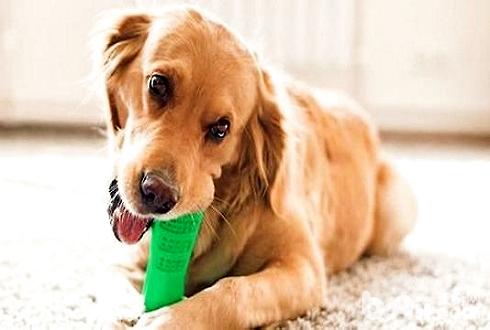 狗狗磨牙棒怎么选择 狗狗磨牙棒有哪几种？