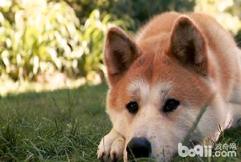 秋田犬好养吗？秋田犬饲养技巧