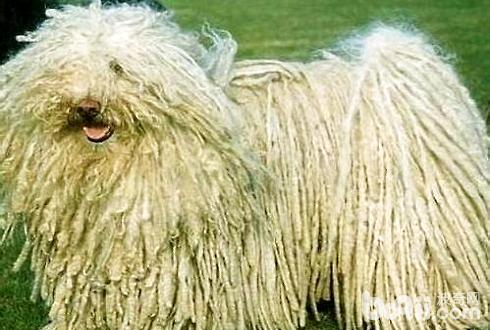 波利犬好养吗？波利犬喂养技巧